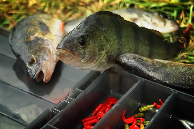 Meknių gaudymas vidutinio dydžio upėse rudenį