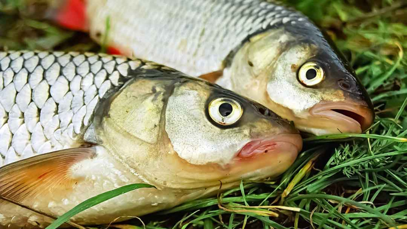 Nemunas nuo Merkinės iki Alytaus. Retai žvejų lankomos vietos