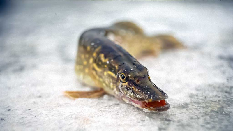 Poledinė lydekų žūklė – apie orą, plėšrūnių norą ir žvejo užsispyrimą