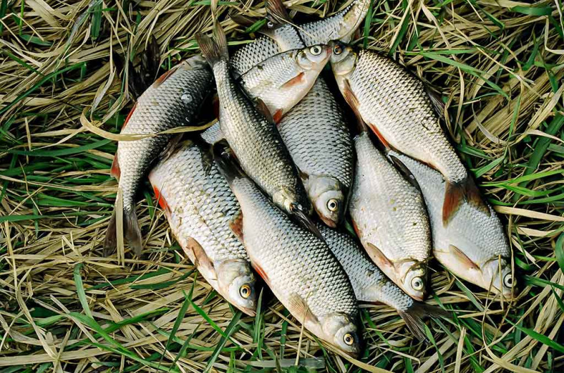 Iš senų užrašų. Dvi dienos iki Kiaulės metų. Pirma dalis