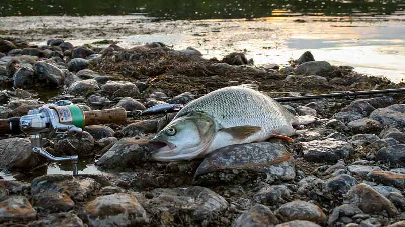 Plėšrūnai naktį nemiega. Antra dalis