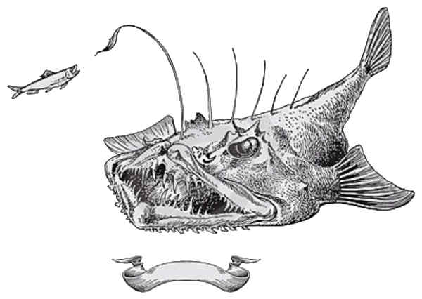 Jūrų velnių patinai - liliputai