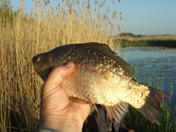 Klasikinė waggler plūdė ir karosų meškeriojimas
