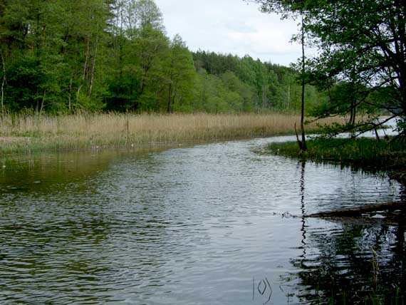 Šėryklė protakoje