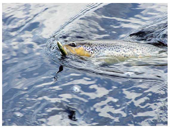 Troutino F – naujokas Team Salmo spiningų šeimoje