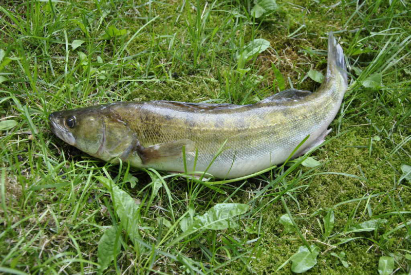 Tą rytą prie Nemuno