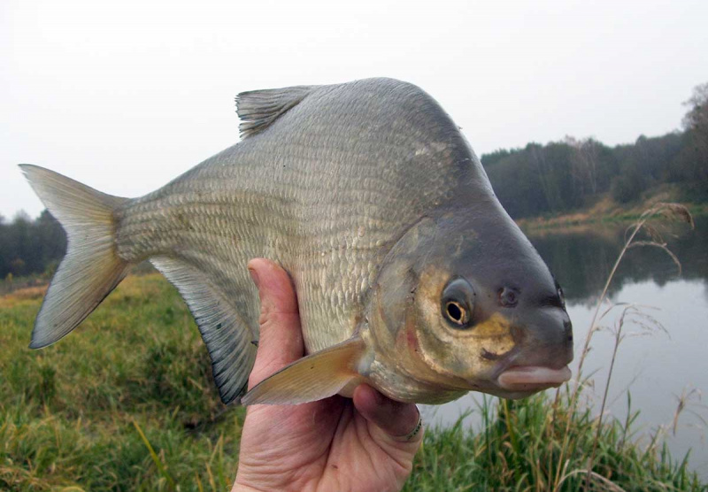 Srovėje su lengvesnio tipo pusdugnine
