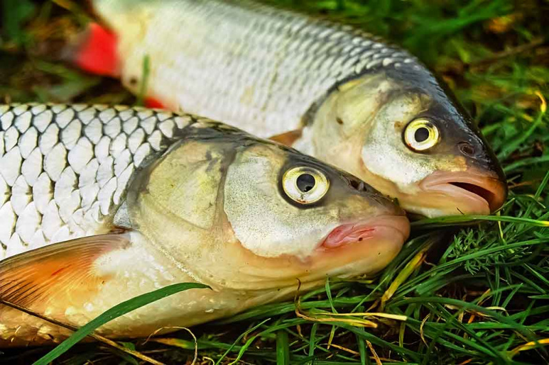 Apie žiogus upės paviršiuje ir marių dugne