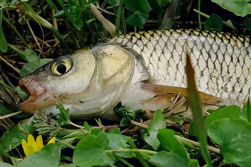 Žūklė plūdine įsibridus. Apie plūdę ir sistemėlę