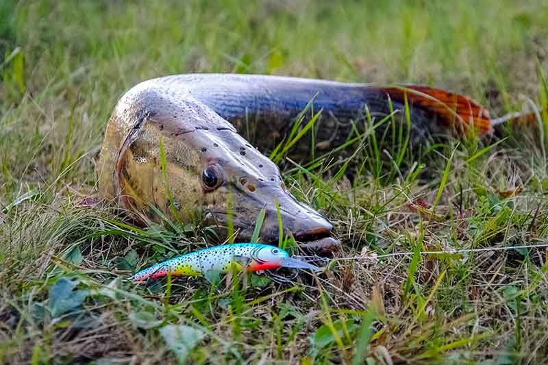 Prieš srovę, pasroviui... Mėgstamiausi mano vobleriai