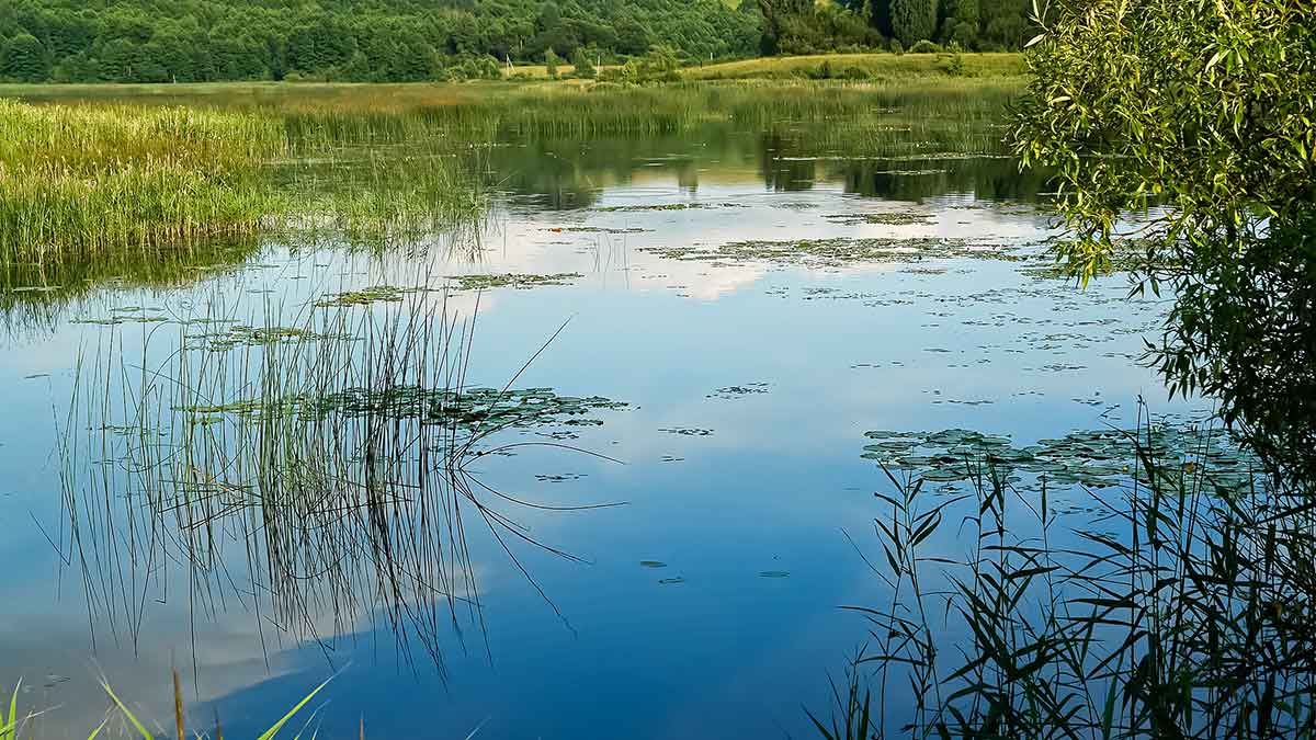 Ramiuose, žolėtuose vandenyse su dugnine
