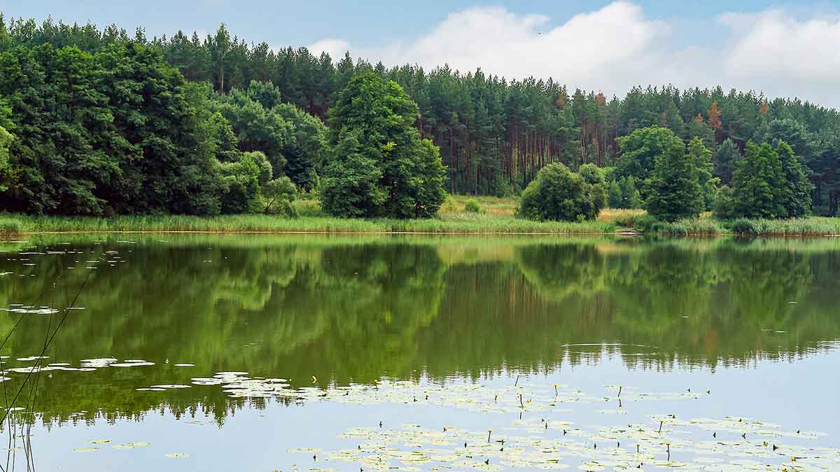 Kaip suvilioti žolėse tūnančią lydeką