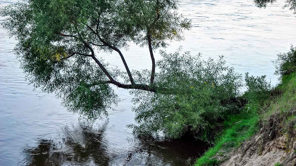 Kada šapalai tūno palei dugną