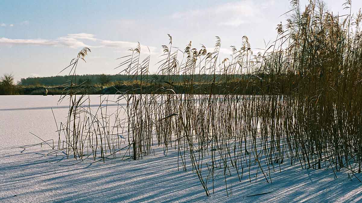 Meldų karalijoje. Pirma dalis