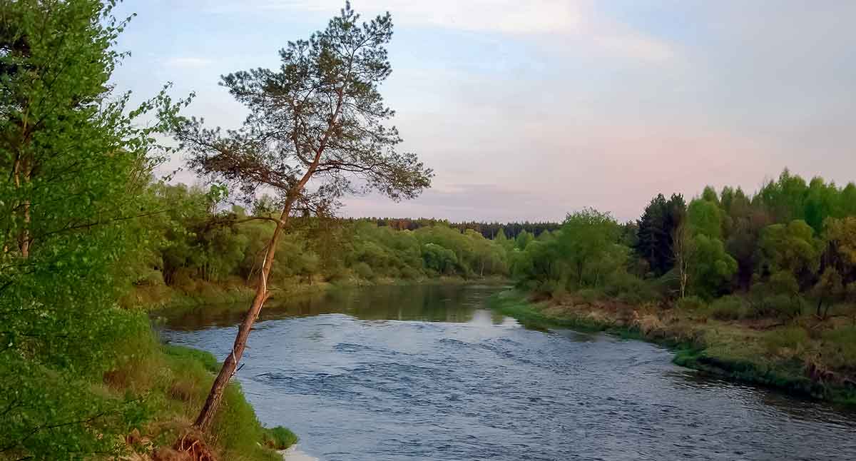 Ūsorių – dugnine ant kukurūzų. Žūklė europietišku stiliumi