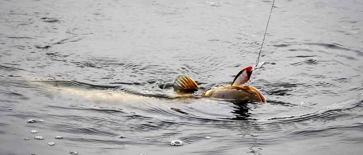 Apie spininginių masalų dažymą