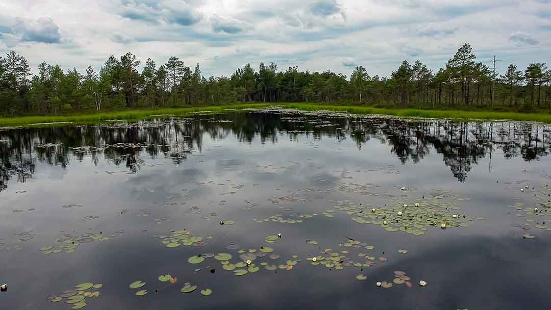 Lydekų žūklė suvešėjus vandenžolėms. Blizgės
