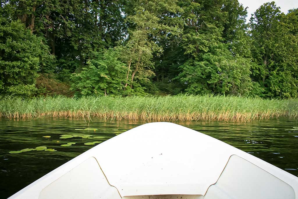 Auksas tarp lelijų. Antra dalis