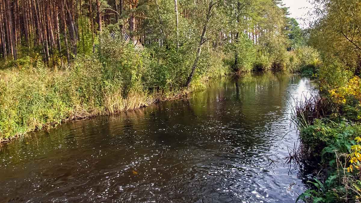 Trotingas: dreifuojanti pasroviui plūdė