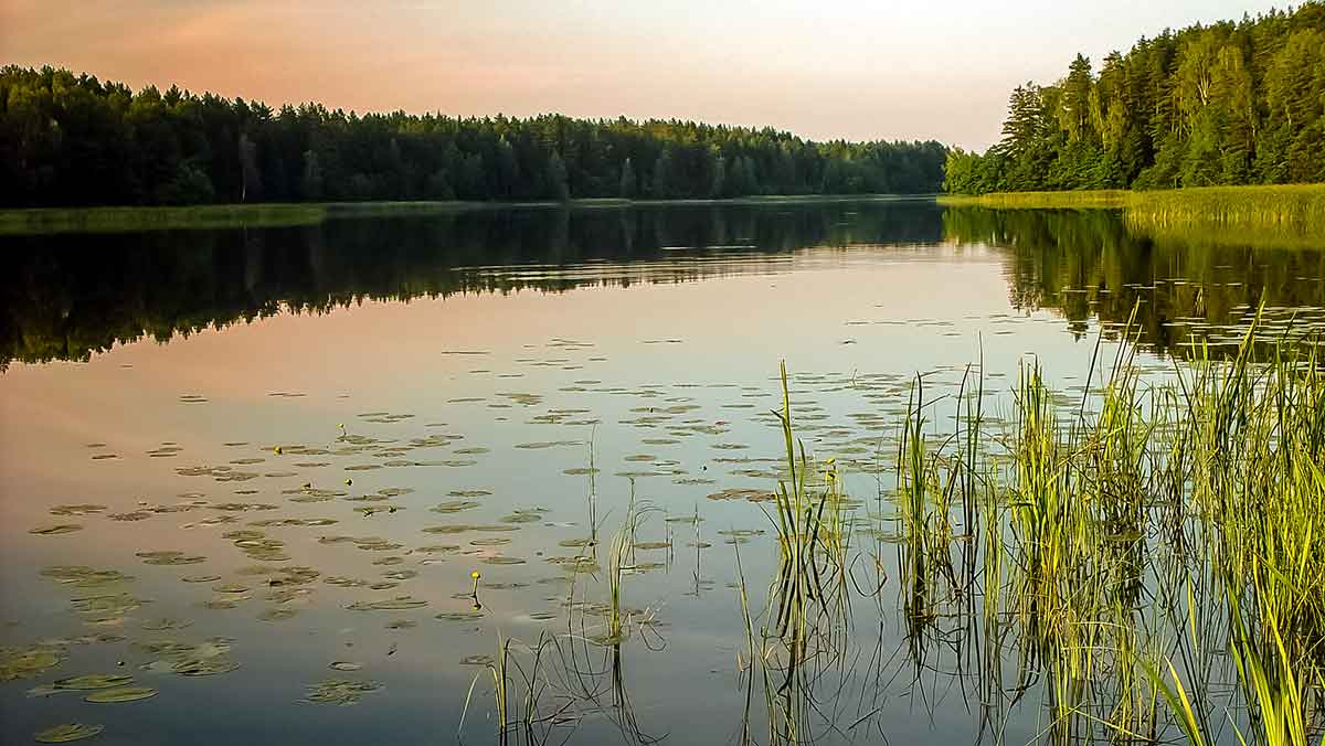Meškeriojimas su waggler. Plūdės kaina ir masė