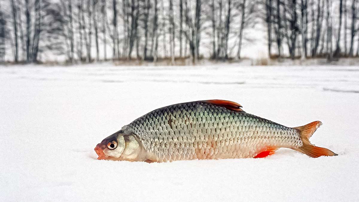 Tvenkinio kuojų paieškos