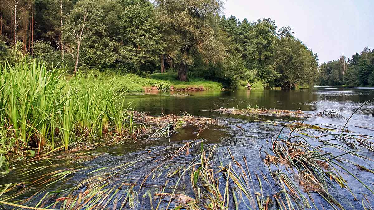 Pamąstymai apie šapalus ir jiems skirtus masalus