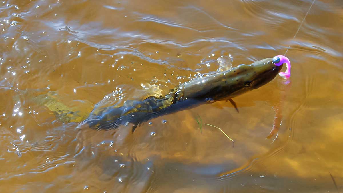Apie spininginį fluorokarboninį pavadėlį