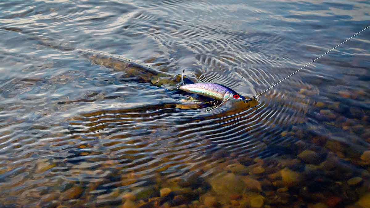 Bendrai apie fluorokarboną ir išskirtinai apie Seaguar