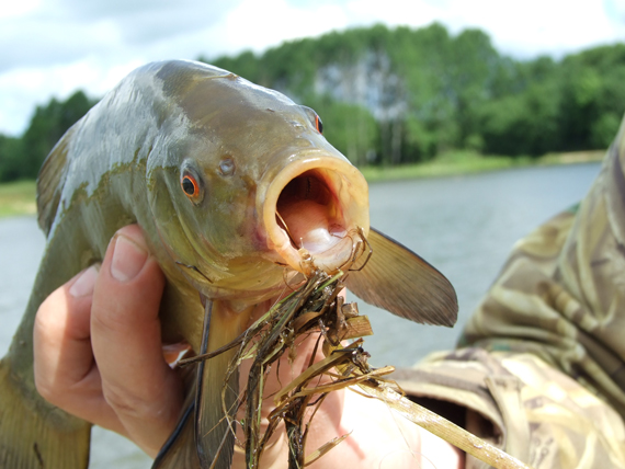 Tinca tinca – vandenų kunigaikštis lynas