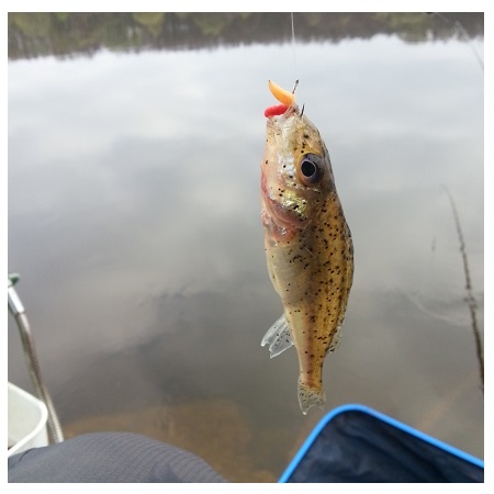 Klubo „Eko fishing“ treniruotė Birštone