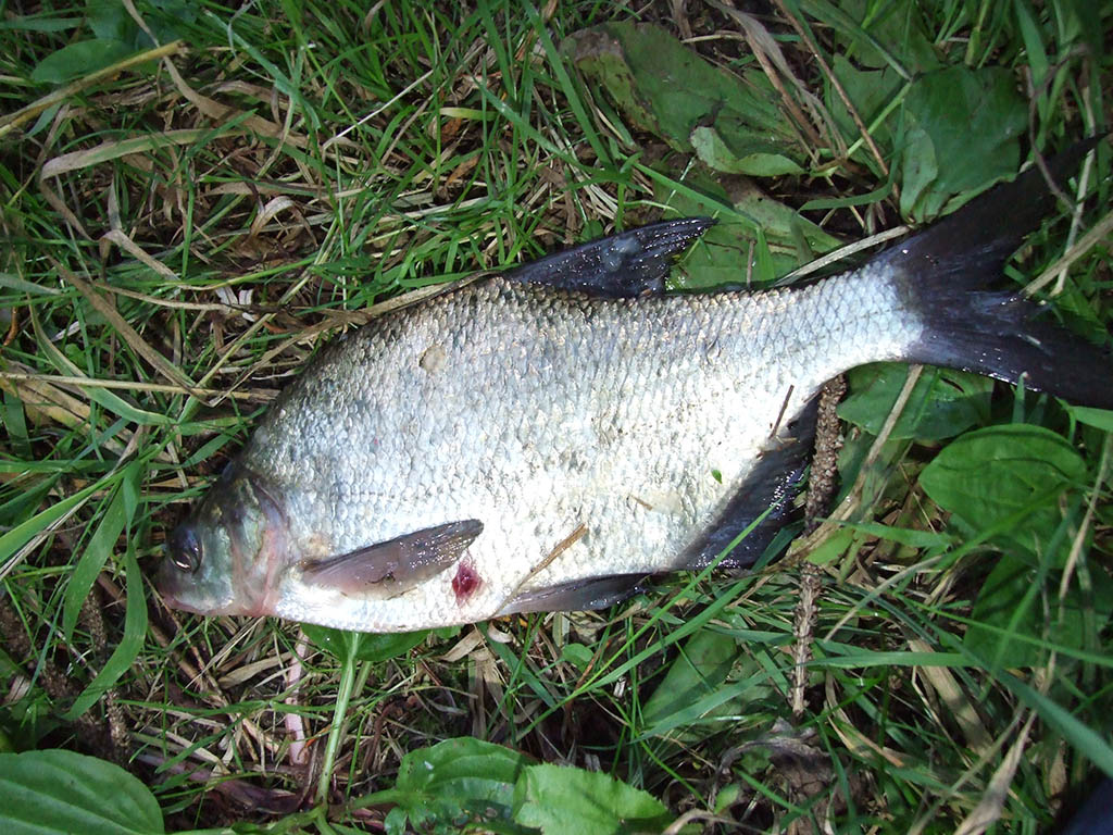 Karšių viliojimas kukuliukais