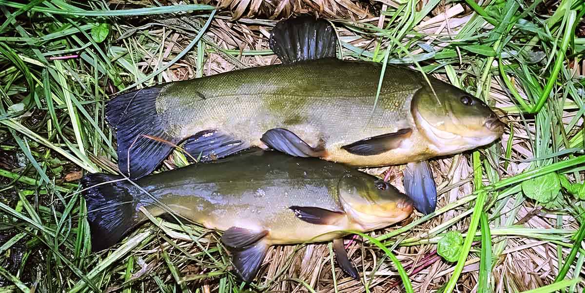Pavasarinių lynų – į balas