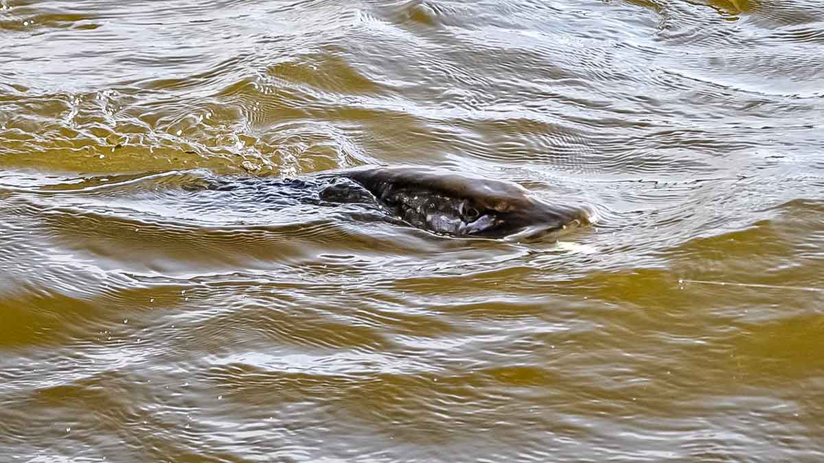 Nemunas nuo Merkinės iki Alytaus. Retai žvejų lankomos vietos