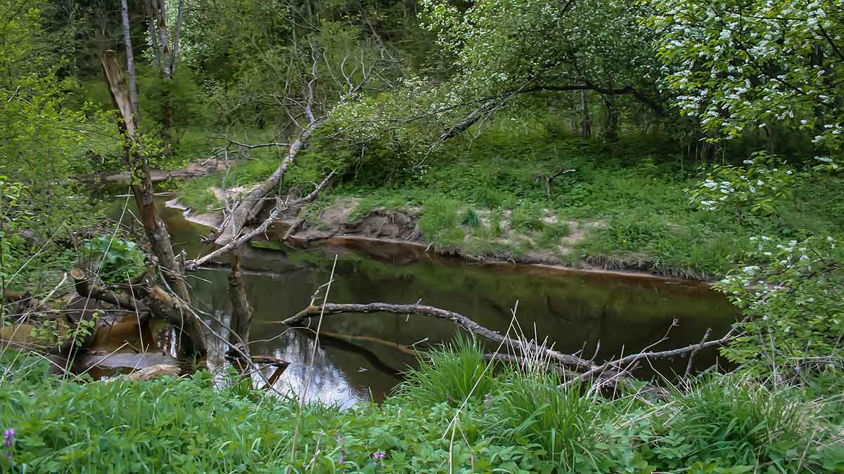 Kas upelyje gyvena. Pirma dalis