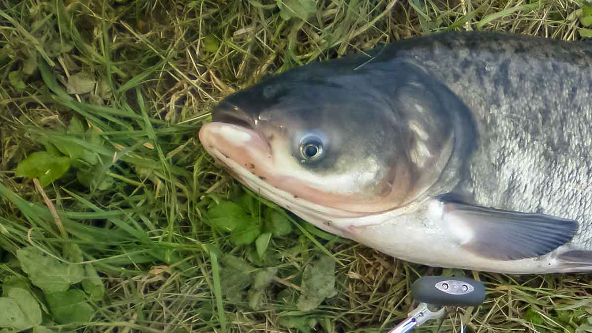 Plačiakakčiai ir karpiai... spiningu
