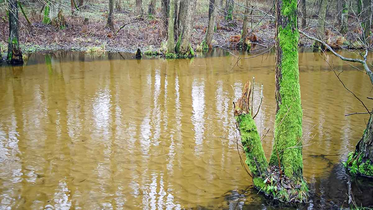 Iš senų užrašų. Dvi dienos iki Kiaulės metų. Antra dalis