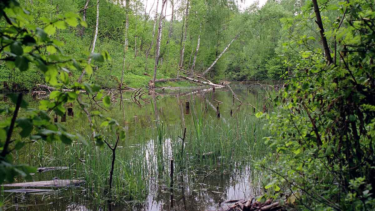 Lynai nubunda anksti. Pirma dalis