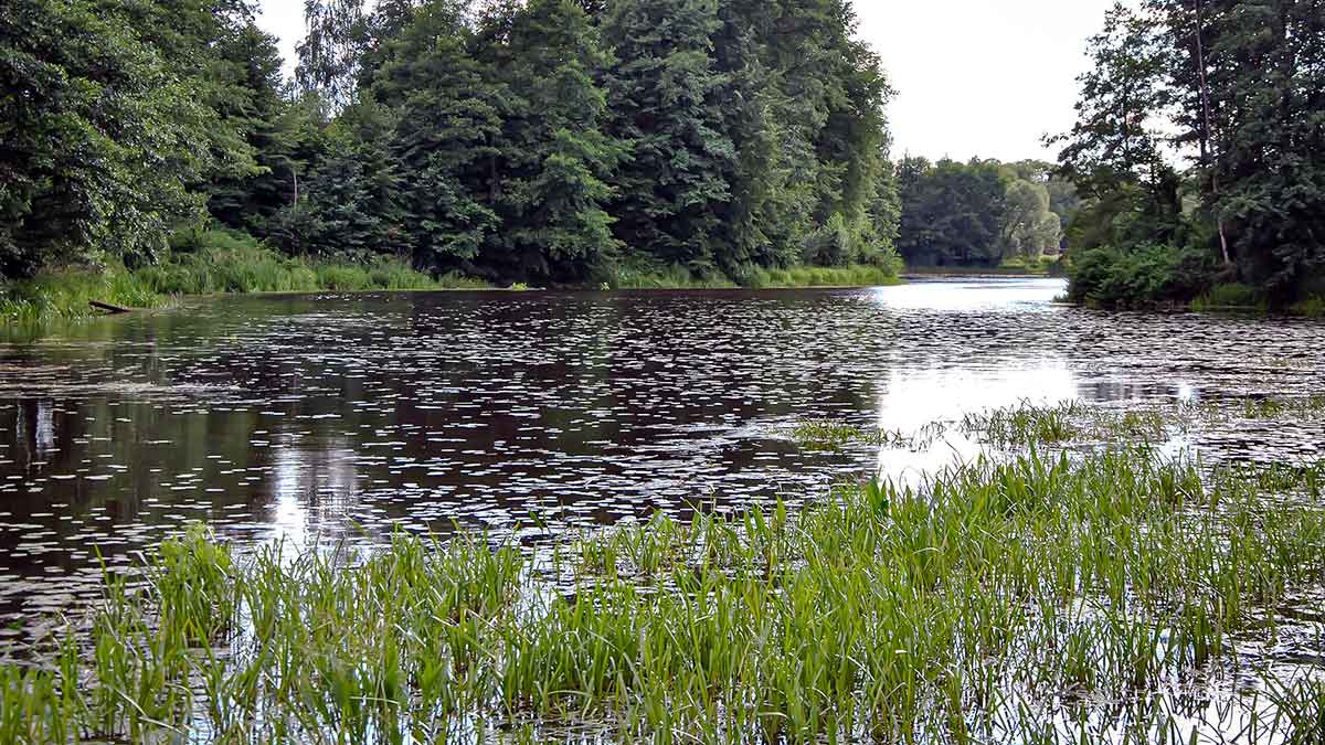 Lynai nubunda anksti. Trečia dalis