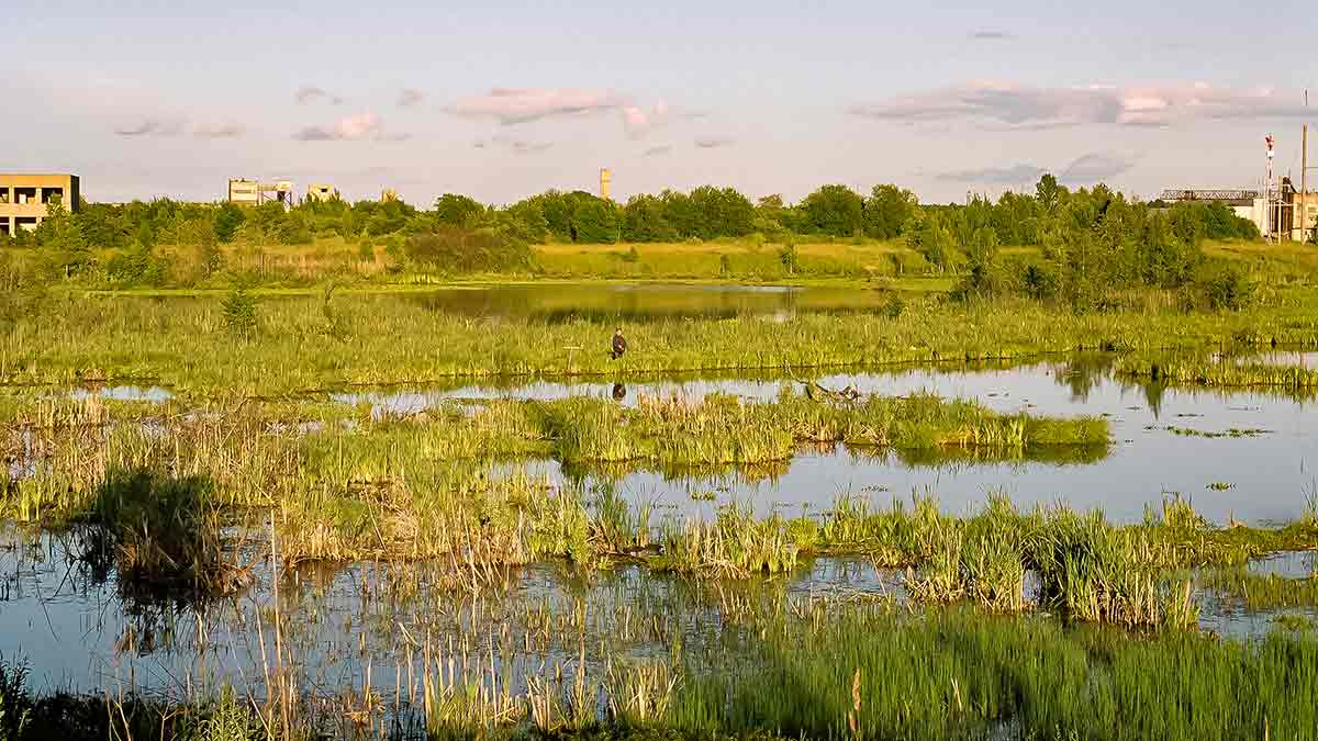 Balų valdovo kaprizai. Pirma dalis