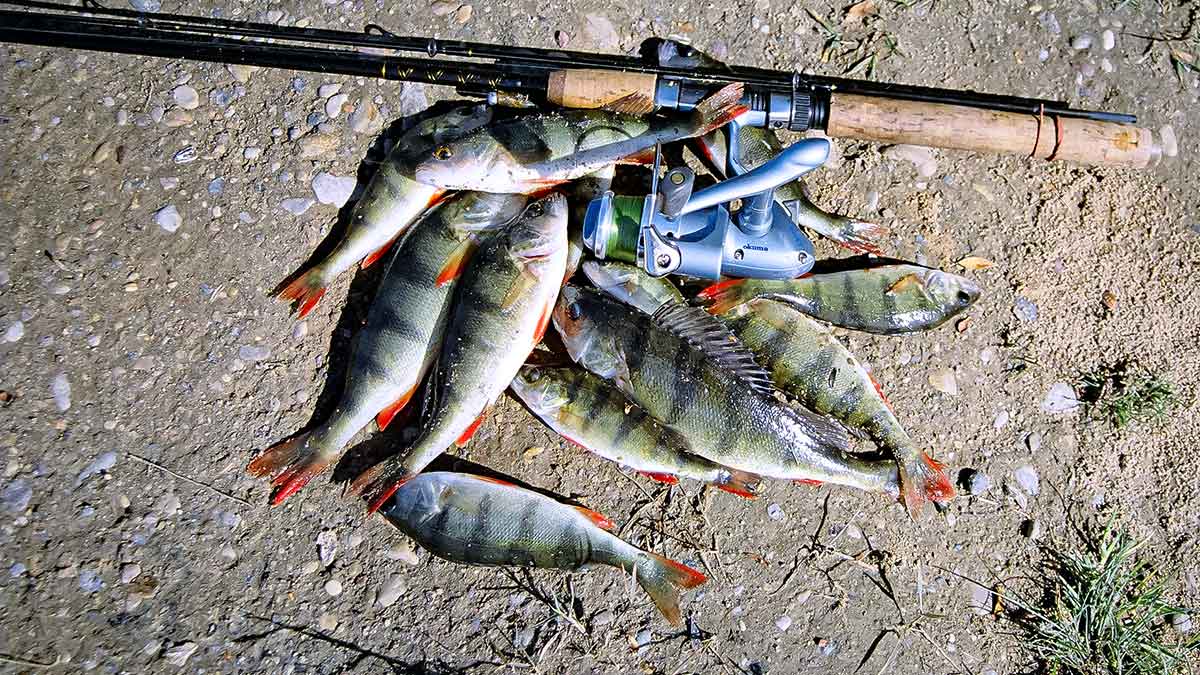 Apie nepilnametes, mikromasalus ir striptizą. Antra dalis