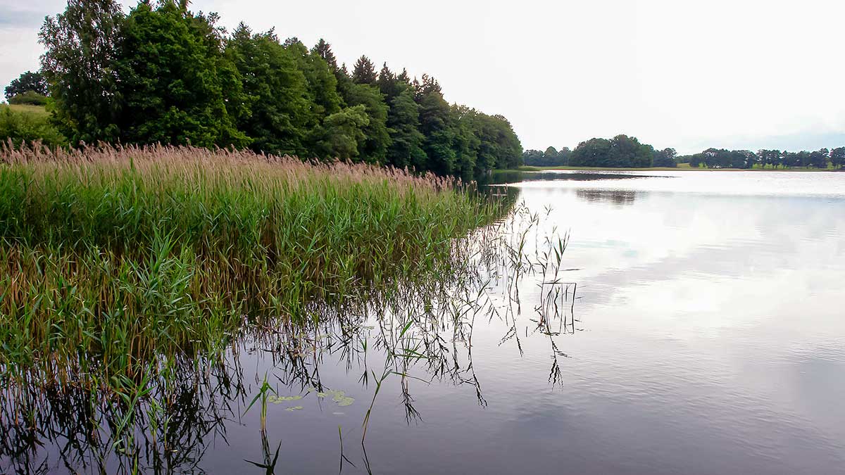 Rytmetinis plūdės šokis
