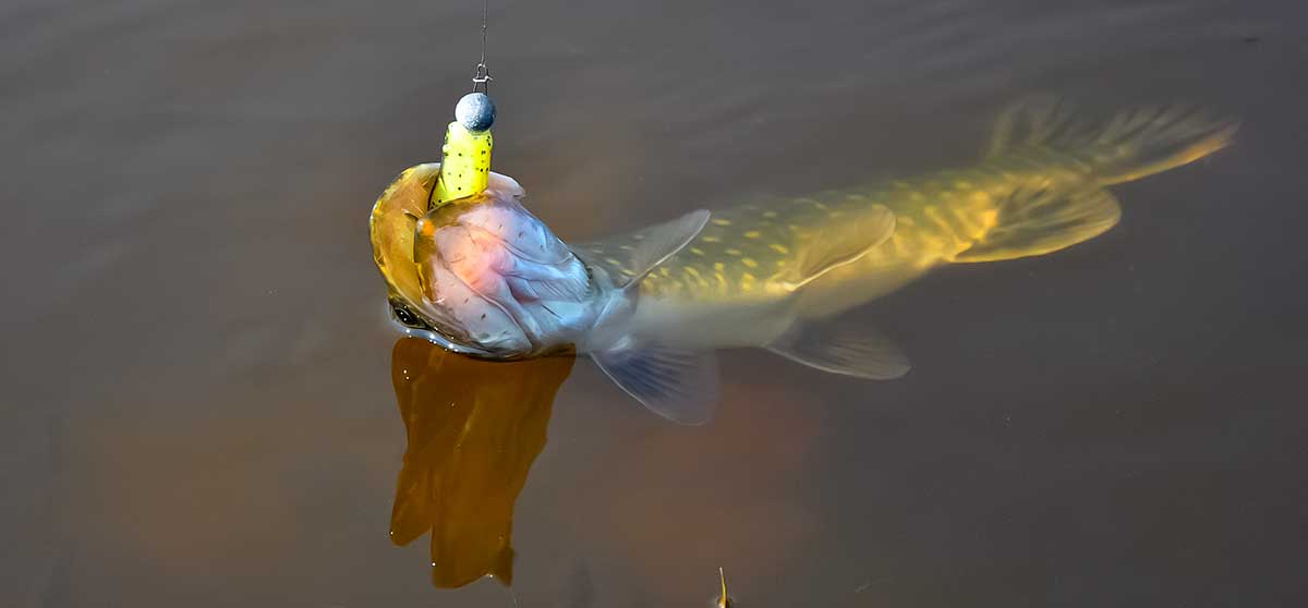 Ar įtakoja spalva masalo kibumą?