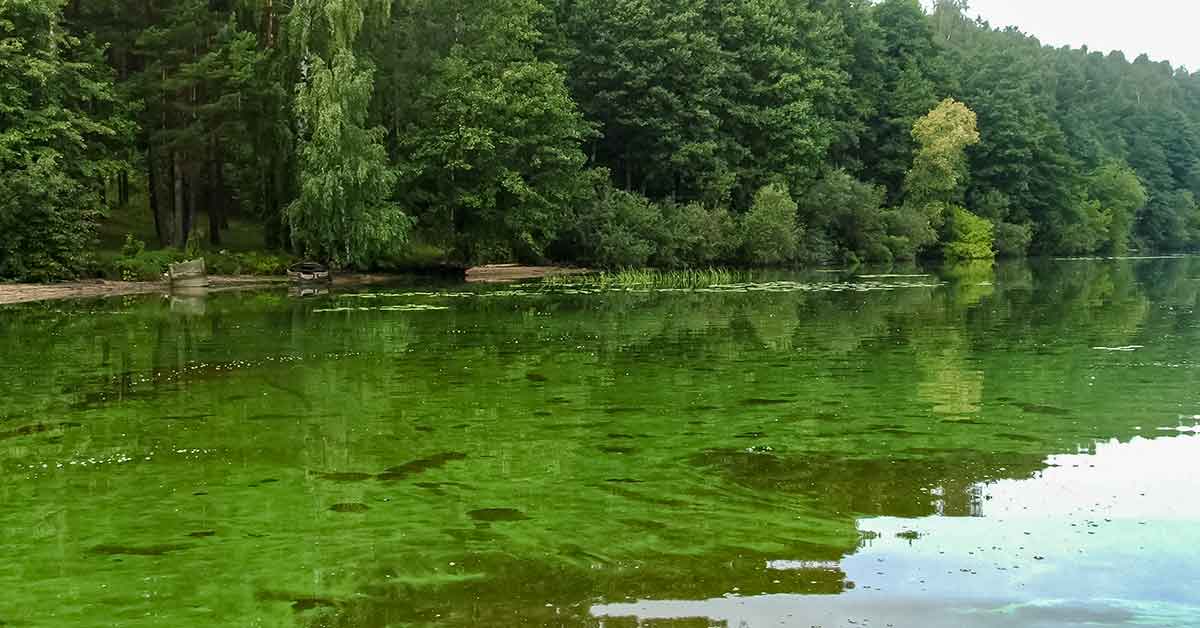 Kodėl drumsčiasi vanduo ir kaip į tai reaguoja žuvys