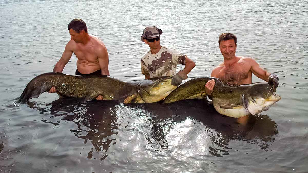 Šamai prie Kaku-kaku salos. Kitos Ebro žuvys