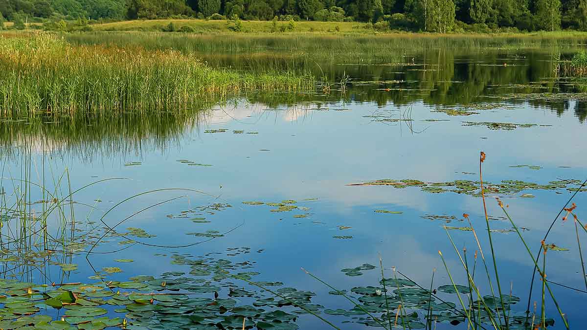 Vandens džiunglių labirintuose. Ar reikalinga žvejui botanika?