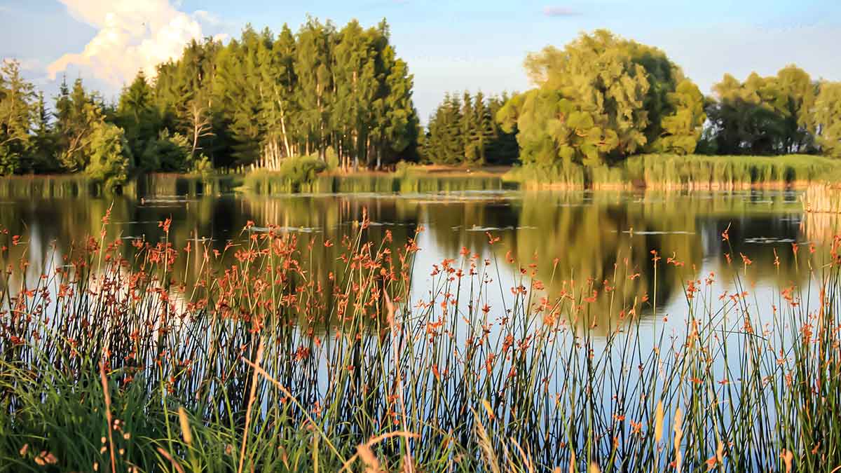 Vandens džiunglių labirintuose. Patys aukščiausi