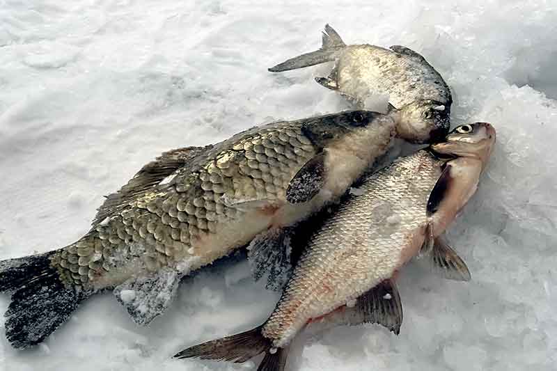 Išsamiai apie poledinę karosų žūklę Išsamiai apie poledinę karosų žūklę