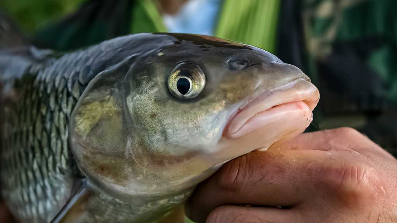 Dugninė trumpai distancijai Dugninė trumpai distancijai