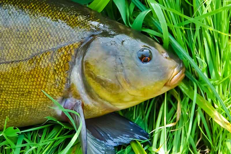 Meškeriotojo virtuvė. Rytietiški ir lietuviški prieskoniai Meškeriotojo virtuvė. Rytietiški ir lietuviški prieskoniai