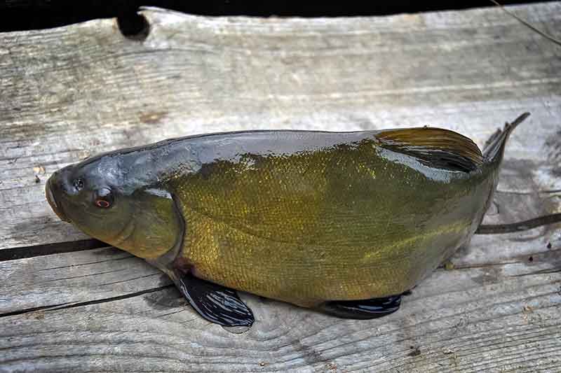 Lyną – subtiliai ir elegantiškai Lyną – subtiliai ir elegantiškai